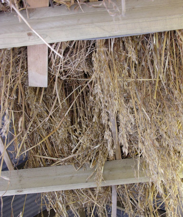 Oat straw drying in Kevin Gauld's workshop in Orkney