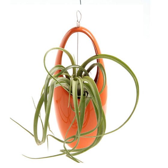 Hanging Aerium - Egg Orange