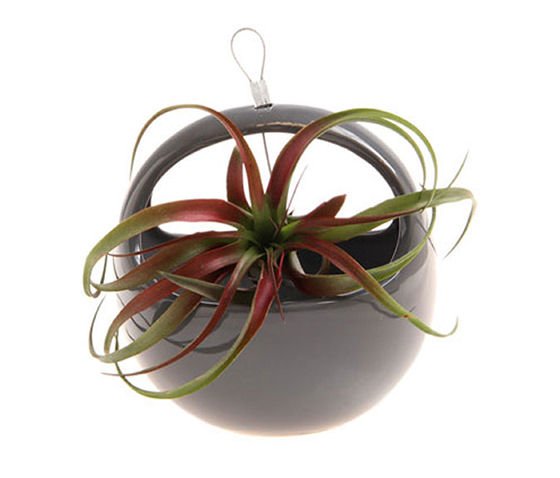 Hanging Aerium - Nest Charcola