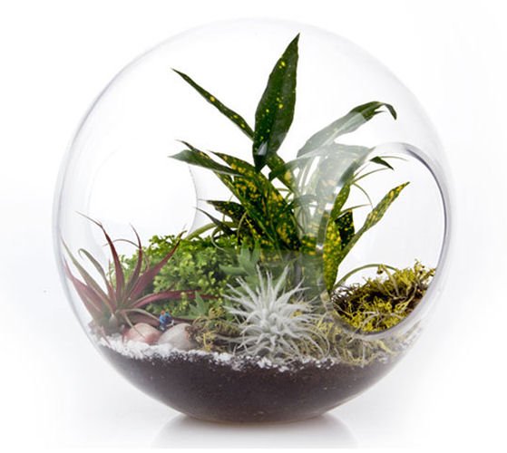 MoFo Wind Tunner Terrarium