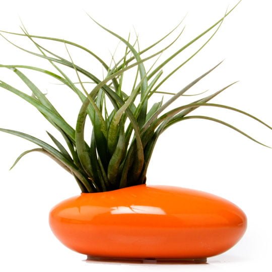 Pebble Orange