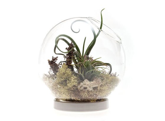 Table Terrarium