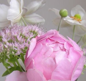 Pink English rose and Japanese Anemones
