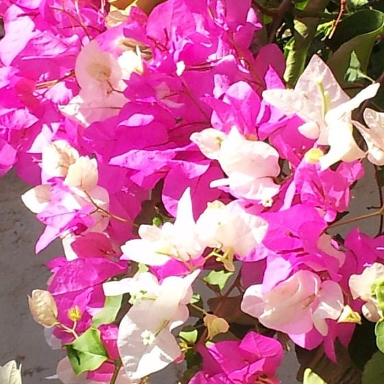 pink and white bouganvillea in Kaş Turkey